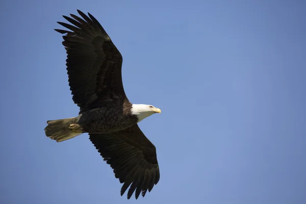 Porträtt av American Bald Eagle — Stockfoto