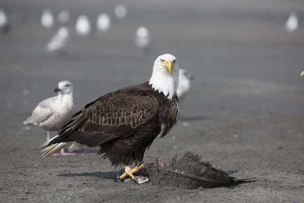 Portret American Bald Eagle — Zdjęcie stockowe