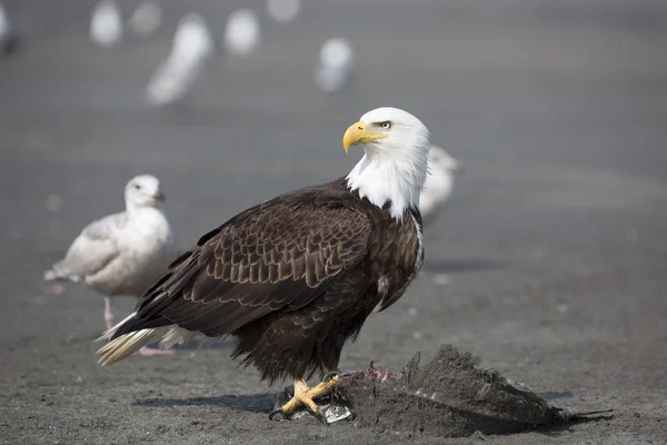 Portret American Bald Eagle — Zdjęcie stockowe