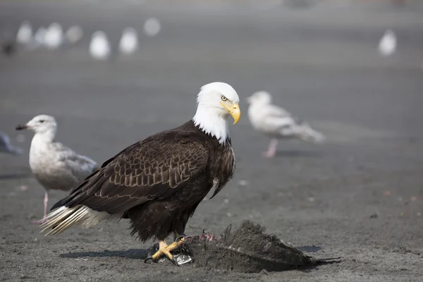 アメリカの白頭鷲の肖像画 — ストック写真