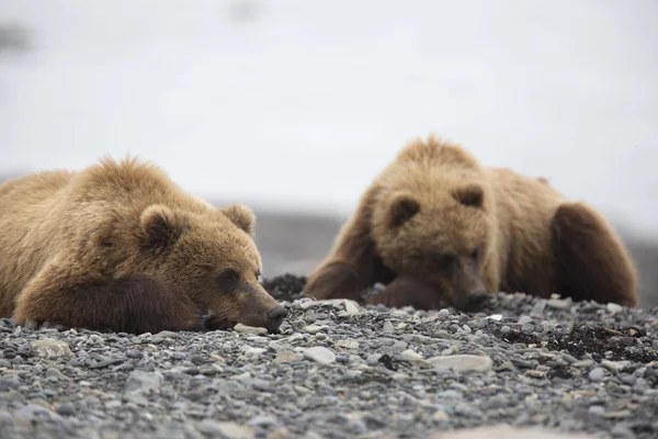 Portrait of wild brown bear in its habitat — Stockfoto