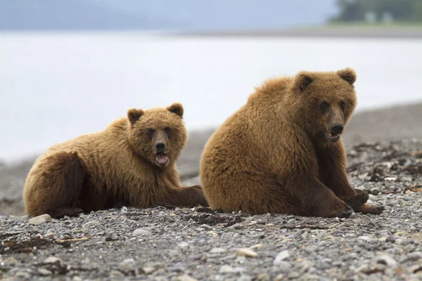 Portrait de l'ours brun sauvage dans son habitat — Photo