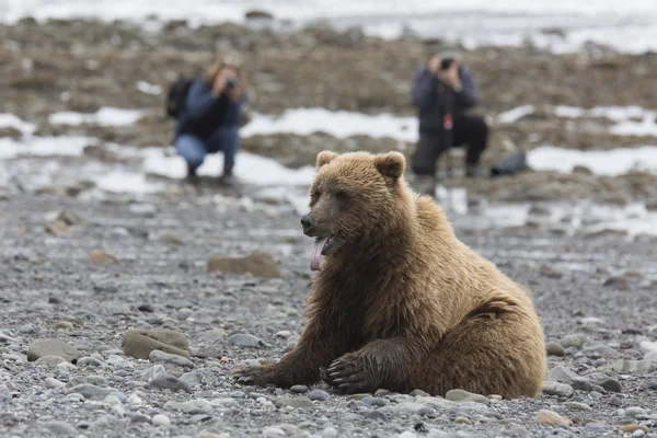 Portrait of wild brown bear in its habitat