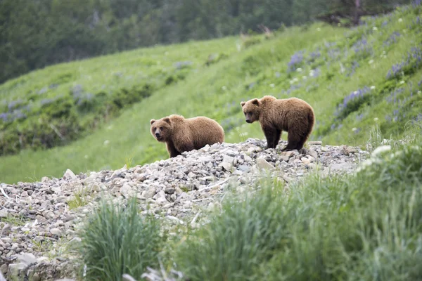Portrait of wild brown bear in its habitat