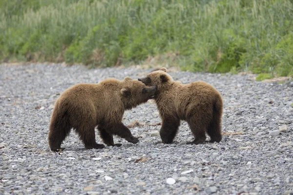 Ritratto di orso bruno selvatico nel suo habitat — Foto Stock