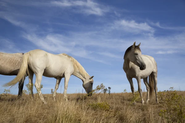 Retrato de caballo y cielo azul — Foto de Stock