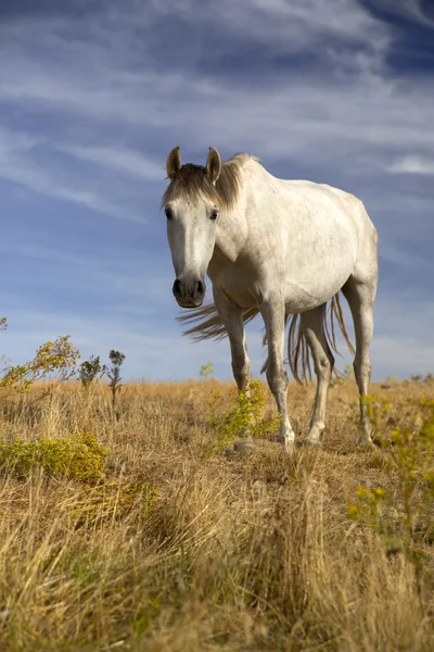 Retrato de caballo y cielo azul — Foto de Stock