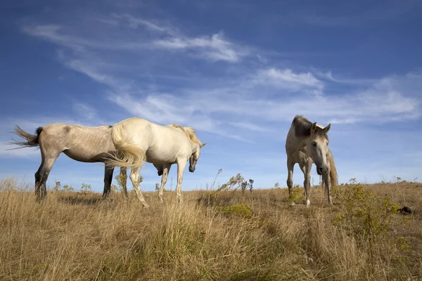 Portrait de cheval et ciel bleu — Photo