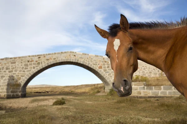 Portrait de cheval et ciel bleu — Photo