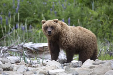 Portrait of wild free roaming brown bear