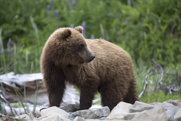 Portrait of wild free roaming brown bear — Stock fotografie