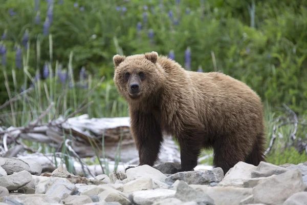 Portrait of wild free roaming brown bear — Stockfoto