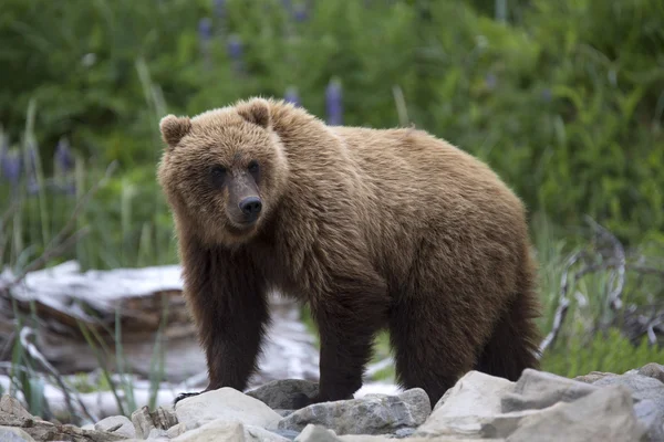 Retrato de urso selvagem livre roaming marrom — Fotografia de Stock