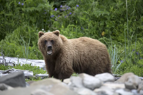 Portrait of wild free roaming brown bear — Stock fotografie