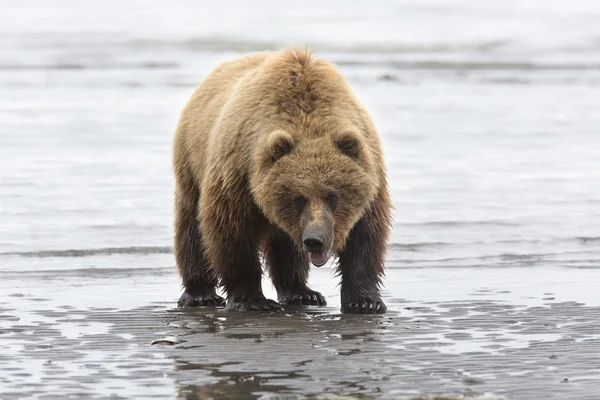 Portrait of wild free roaming brown bear — Stockfoto