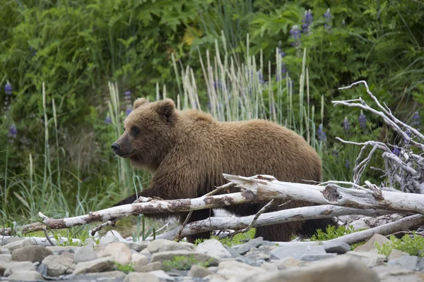 Portrait of wild free roaming brown bear — 图库照片