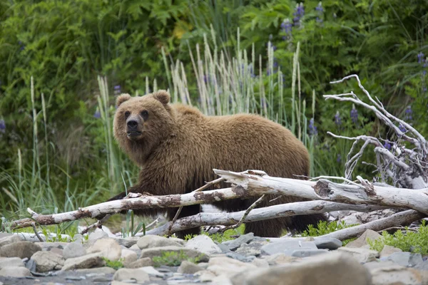 Ritratto di orso bruno selvatico in roaming libero — Foto Stock