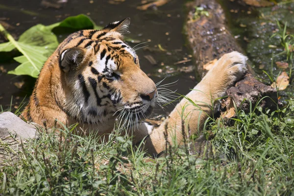 Portrait of male tiger in different activities — Stock Photo, Image