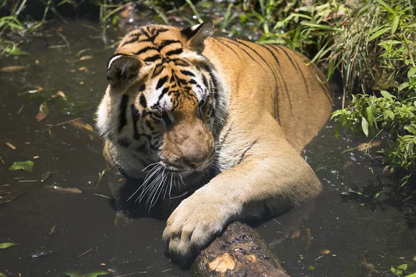 Porträtt av manliga tiger i olika aktiviteter — Stockfoto