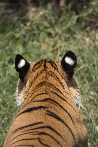 Masculino asiático tigre ativo — Fotografia de Stock