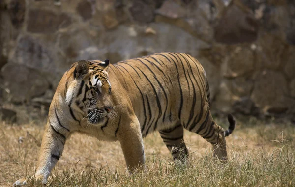 Чоловічий азіатський тигр активний — стокове фото
