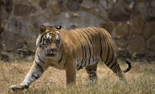 Aktív férfi ázsiai tigris — Stock Fotó