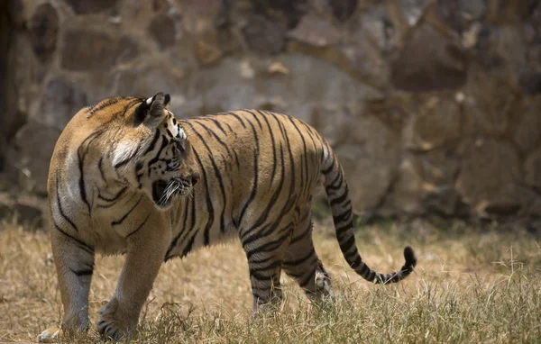 Малый азиатский тигр — стоковое фото