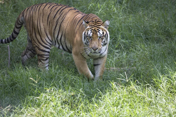 Aktív férfi ázsiai tigris — Stock Fotó