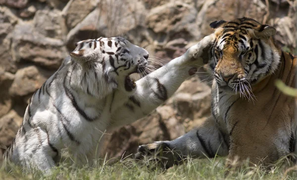 Masculino asiático tigre ativo — Fotografia de Stock