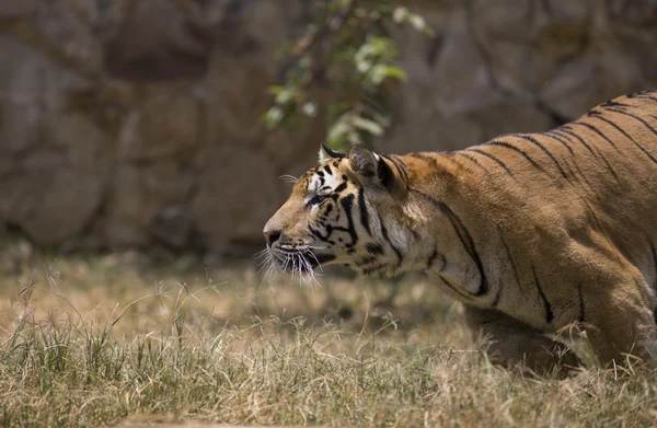 Aktív férfi ázsiai tigris — Stock Fotó