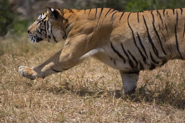 Чоловічий азіатський тигр активний — стокове фото