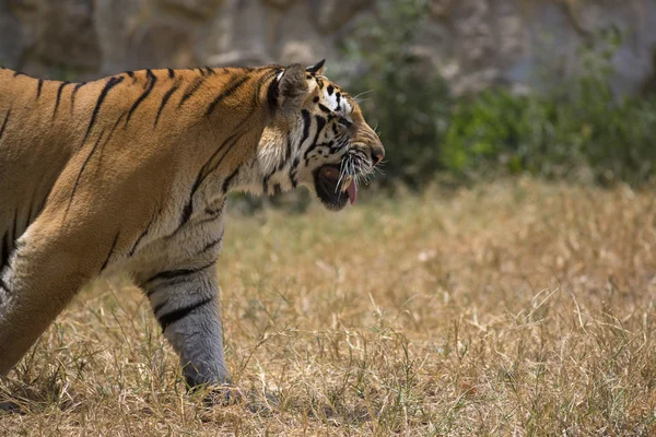 Портрет ходячего тигра — стоковое фото