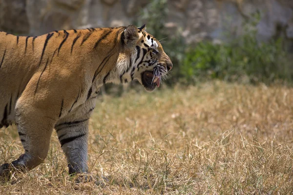Портрет ходячого чоловічого тигра — стокове фото
