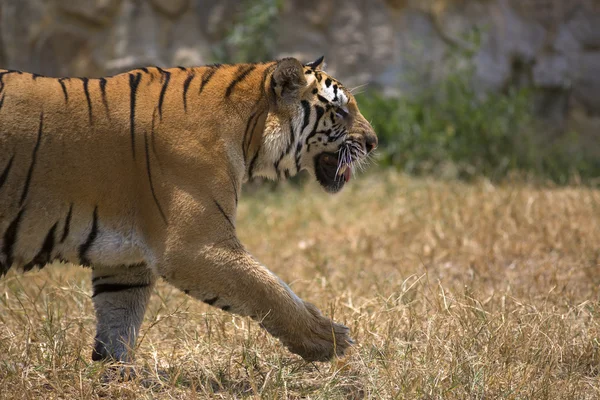 Portréja egy gyalogos hímivarú tigris — Stock Fotó