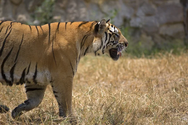 Portréja egy gyalogos hímivarú tigris — Stock Fotó