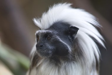 Pamuk-üst pembe maymun (Saguinus oedipus portresi)