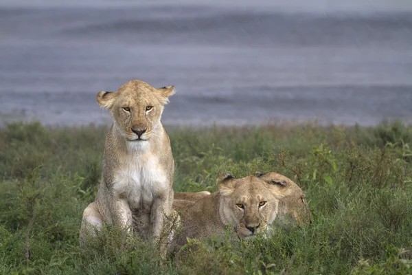 Portrét divokého lva v jeho přirozeném prostředí africké — Stock fotografie