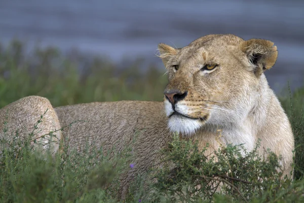 Retrato de león salvaje en su hábitat natural africano — Foto de Stock