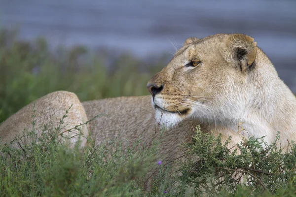 Portret van wilde leeuw in zijn natuurlijke habitat van de Afrikaanse — Stockfoto