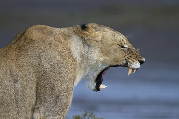 Porträt eines wilden Löwen in seinem natürlichen afrikanischen Lebensraum — Stockfoto