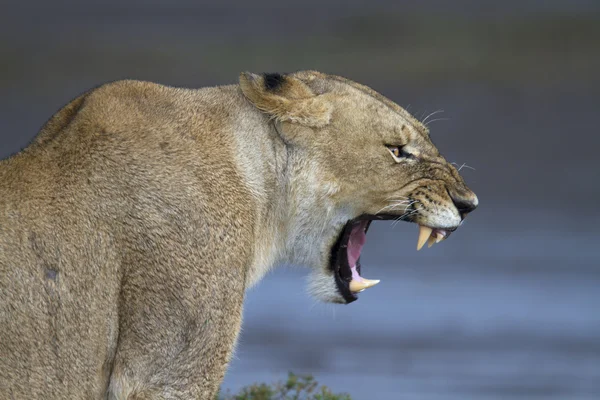 Retrato de leão selvagem em seu habitat africano natural — Fotografia de Stock