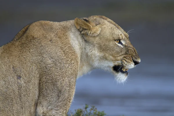 Portrét divokého lva v jeho přirozeném prostředí africké — Stock fotografie