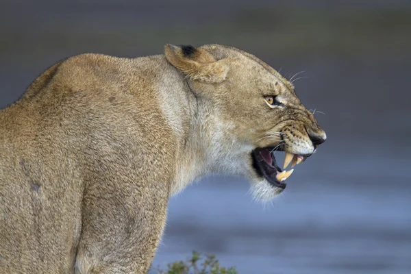 アフリカの自然な生息地で野生のライオンの肖像画 — ストック写真
