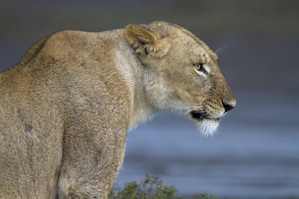 Retrato de leão selvagem em seu habitat africano natural — Fotografia de Stock