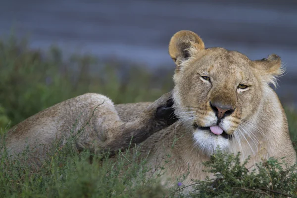 Vahşi aslan doğal Afrika yaşam portresi — Stok fotoğraf