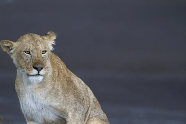 Porträtt av vilda lejon i dess afrikanska hemtrakter — Stockfoto