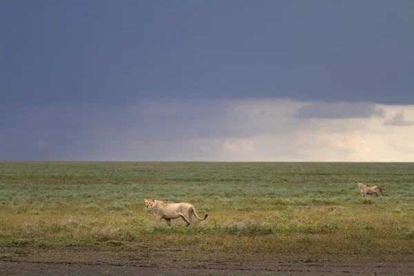 Portrait du lion sauvage dans son habitat naturel africain — Photo