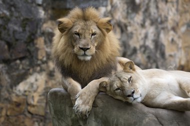 Erkek aslan yüz bir kayanın üstünde dinlenme