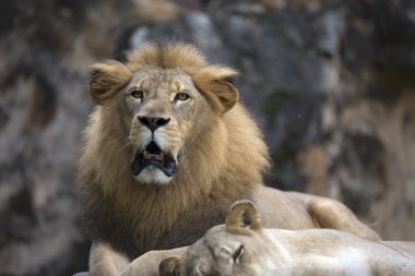 Erkek aslan yüz bir kayanın üstünde dinlenme