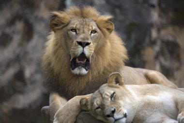 Erkek aslan yüz bir kayanın üstünde dinlenme